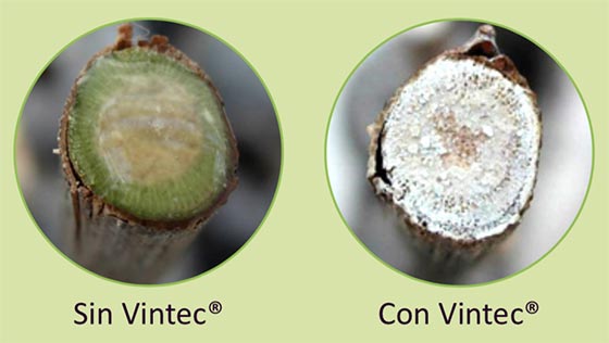 Tecnovino fungicida biologico para enfermedades de la madera de la vid Vintec Belchim 3