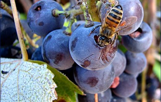 Tecnovino proyecto ViPolen fermentación del vino