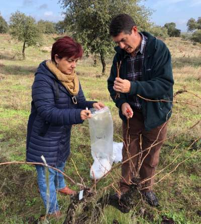 Tecnovino variedades minoritarias