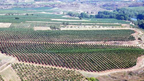 Tecnovino clones de Tempranillo Viveros Provedo finca