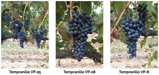 Tecnovino clones de Tempranillo Viveros Provedo