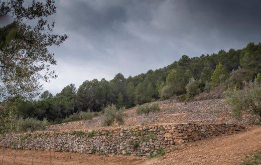 Tencovino viticultura ancestral