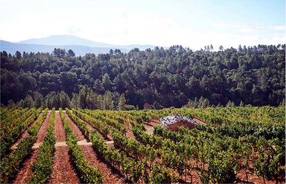 Tecnovino O Luar do Sil paisaje