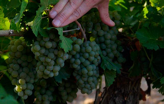 Tecnovino bodegas cooperativas de Castilla y Leon URCACYL detalle