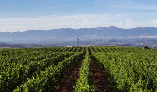 Tecnovino Altos de Corral