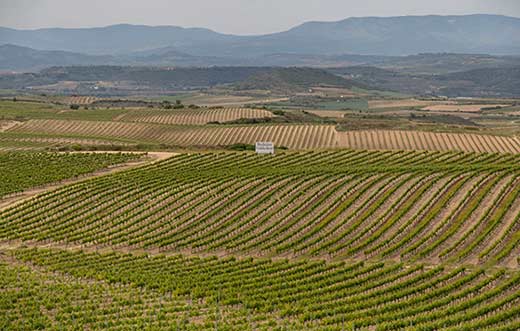 Tecnovino experiencias enoturisticas Bodegas Valdemar vinedo detalle