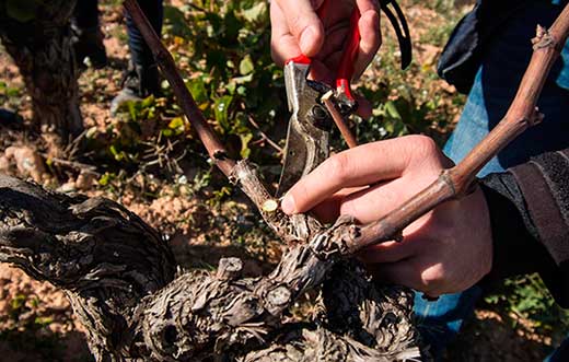 Tecnovino poda de respeto de vina La Academia de Poda detalle