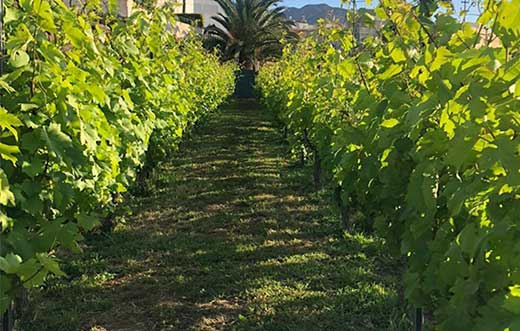 Tecnovino vinos grancanarios DOP de Gran Canaria