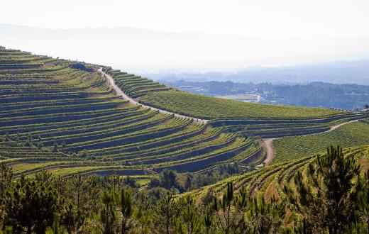 Tecnovino Vinoseleccion