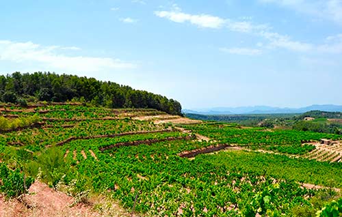 Tecnovino producción vitivinícola sostenible Life Priorat Montsant detalle