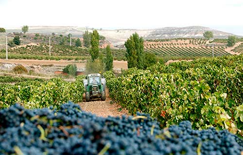 Tecnovino viticultores tractor vendimia UPA detalle