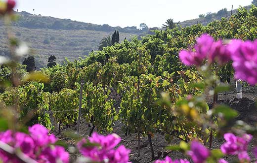 Tecnovino Ruta del Vino de Gran Canaria detalle