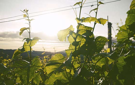 Tecnovino cambio climático innovación en el sector del vino 