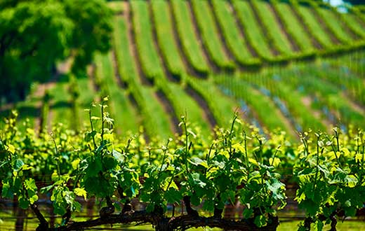 Tecnovino consumo de fitosanitarios en viñedo proyecto Gophytovid