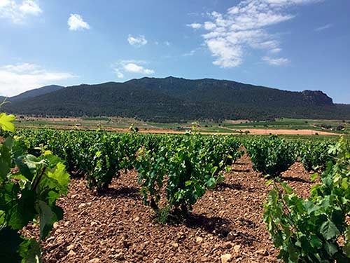 Tecnovino crdo Jumilla vinedo