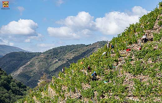 Tecnovino vendimia DO Ribeira Sacra