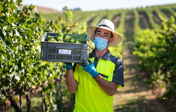 Tecnovino vendimia ecologica de Raimat detalle