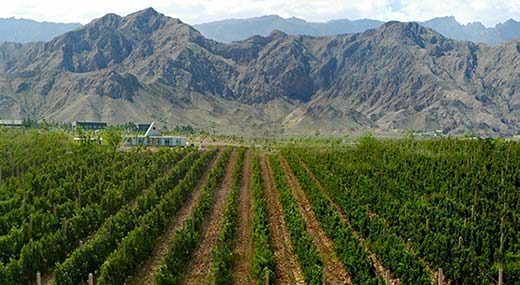 Tecnovino Concurso Mundial de Bruselas viñedos China