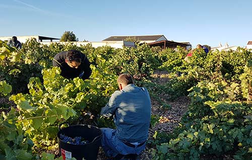 Tecnovino DO Cigales vendimia 