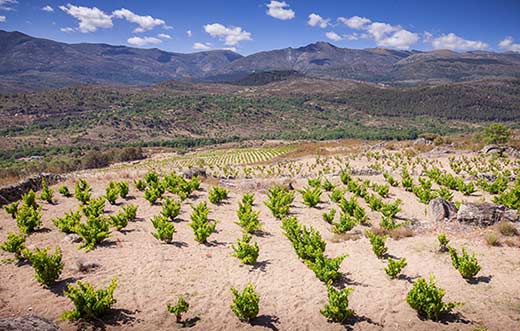 Tecnovino DOP Cebreros viñedo pliegos