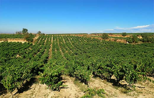 Tecnovino Finca La Quintanilla de Bodegas Baigorri