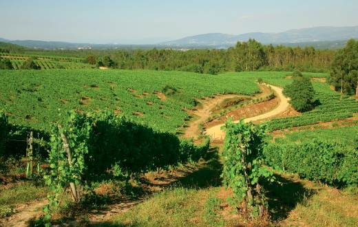 Tecnovino Terras Gauda proyecto suelos del viñedo