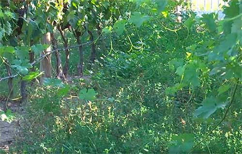 Tecnovino Universidad de La Rioja cubiertas vegetales en viñedos tesis detalle