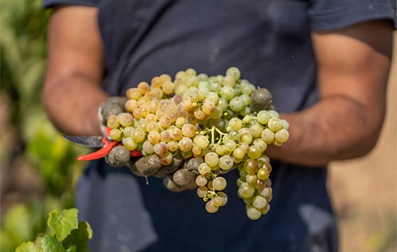 Tecnovino normativas cualitativas de la vendimia DO Cava