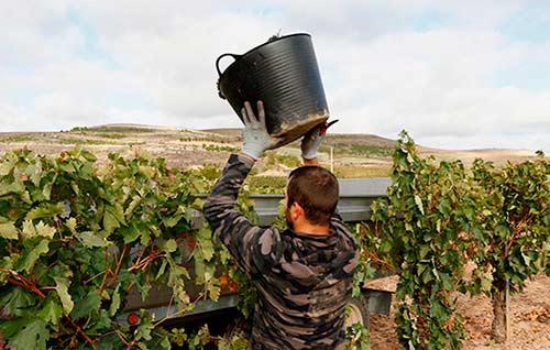 Tecnovino precios de la uva vendimia ribera baja