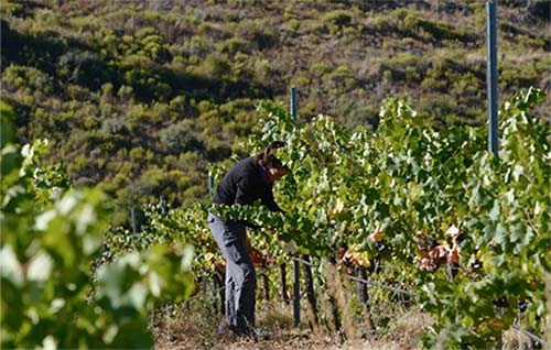 Tecnovino variedades de uva en peligro de extinción Castilla y Leon