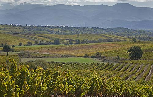 Tecnovino Denominación de Origen Bierzo vinedo 1