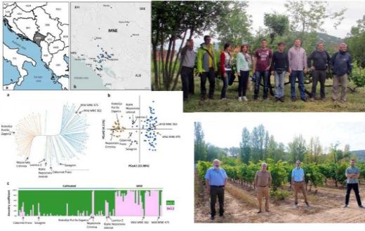 Tecnovino diversidad varietal de Montenegro