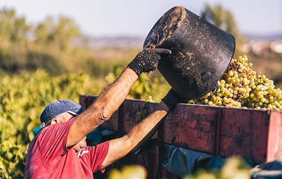 Tecnovino producción de la DO Cava