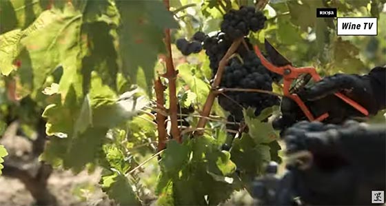 Tecnovino vendimia Rioja