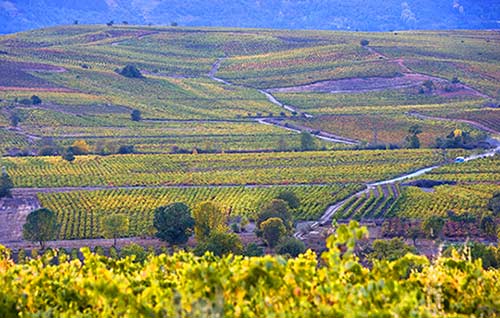 Tecnovino Dia Mundial del Enoturismo Ruta del Vino del Bierzo foto Xurxo Lobato detalle viñedo