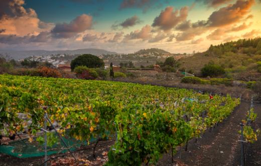 Tecnovino Gran Canaria