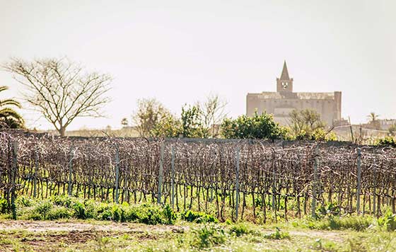 Tecnovino enoturismo en Mallorca Blanca Terra detalle