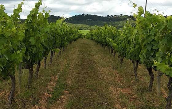 Tecnovino pesticidas en el viñedo detalle