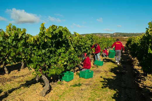 Tecnovino vendimia Ribera del Duero