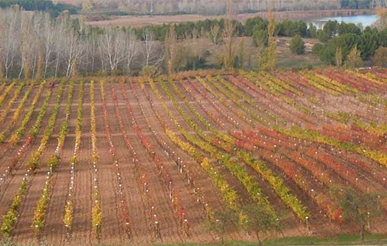 Tecnovino viticultura ante el cambio climatico Redvitis detalle