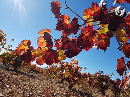 Tecnovino Ruta del Vino DO Utiel-Requena