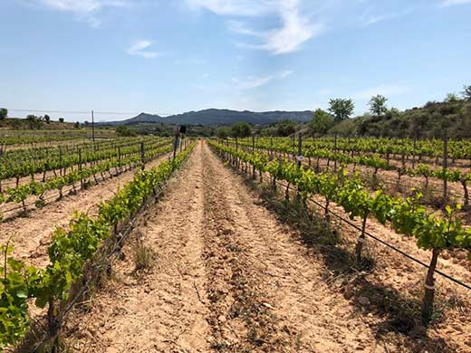 Tecnovino producción vitivinícola frente al cambio climático Globalviti viticultura