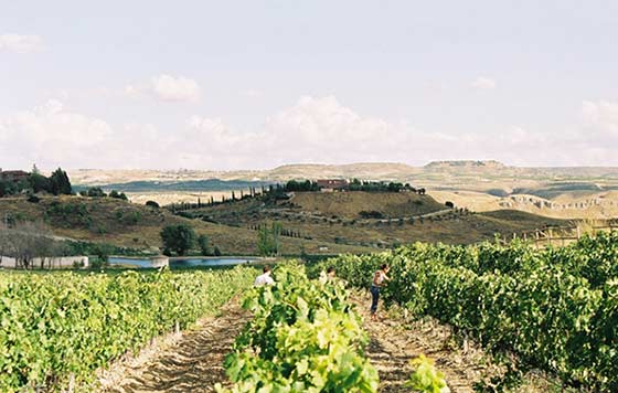 Tecnovino viñedo en Ruta del Vino de Madrid