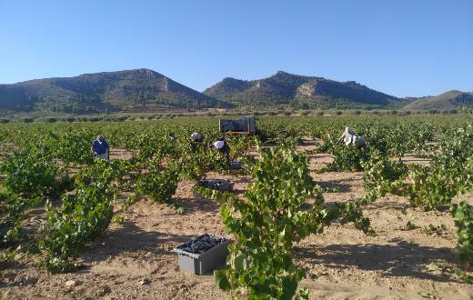 Tecnovino DOP Jumilla