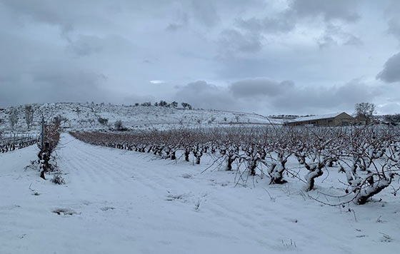 Tecnovino nieve en los viñedos Ramón Bilbao