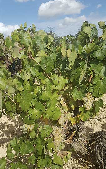 Tecnovino Bobal Blanco viñas UPV Coviñas