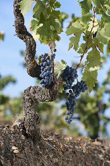 Tecnovino Perpetual Familia Torres cepa vieja Priorat