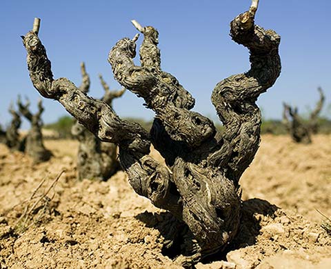 Tecnovino concurso Garnachas del Mundo vid