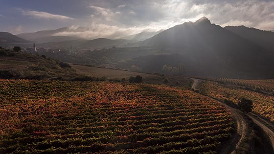 Tecnovino Bodega 2020 vino Ansa vinedo Salinillas Labastida