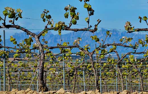 Tecnovino Cevipe vinedo Castell Dor